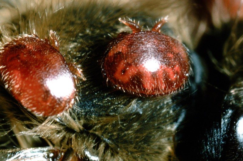 Ergin arı üzerinde beslenen varroa akarları