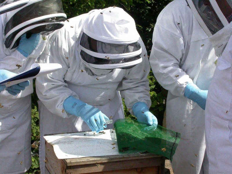 Varroa mites that have fallen onto a counting board