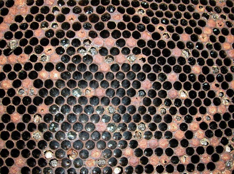 Patchy brood area with perforated cappings and dead pupae