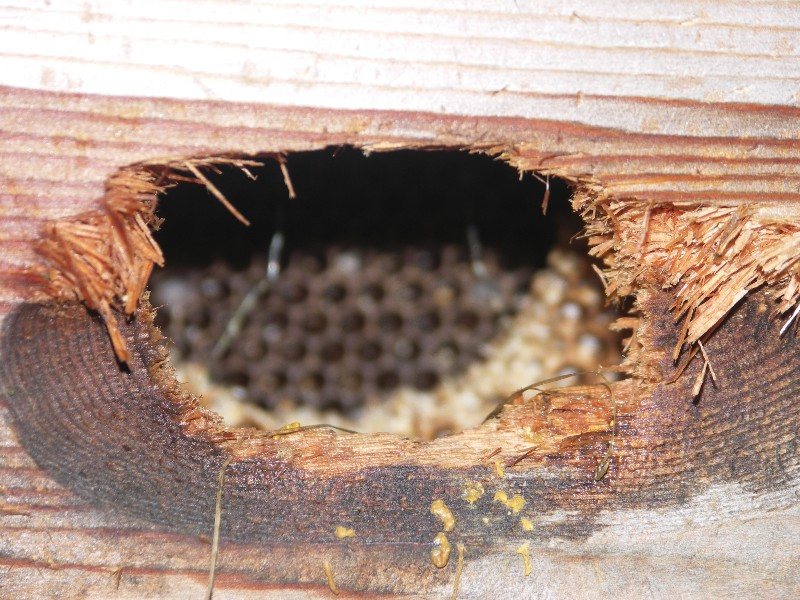 Hole made by a woodpecker in the hand-hold recess of a hive