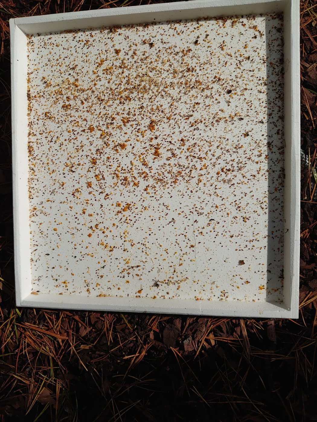 White drop board covered with many varroa mites and debris