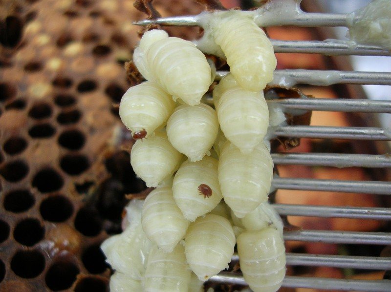 Varroa on drone pupae removed with a fork