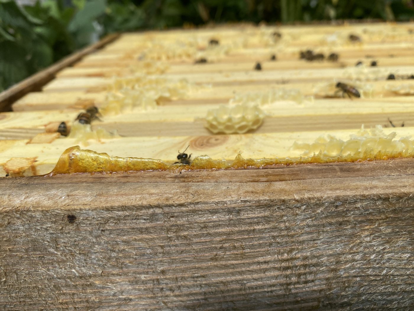 Kat birleşim yerini kapatan propolis