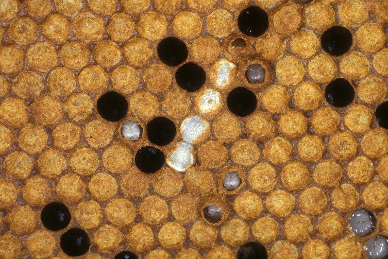 Wax moth silk and bald brood on the comb