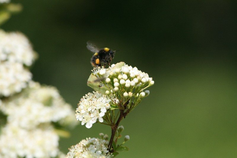 Çiçek üzerinde iri ve tüylü bombus arısı