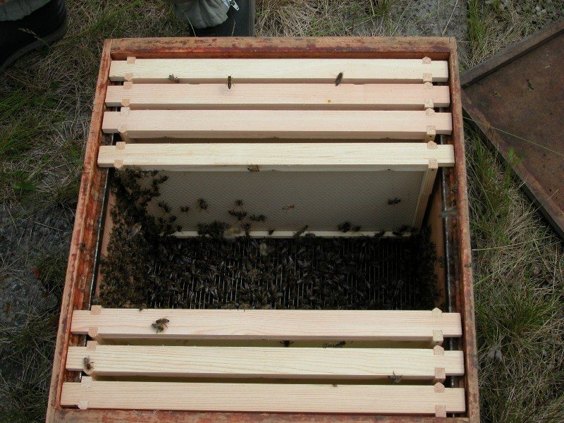 Hive with foundation prepared for a shook swarm and shaken bees