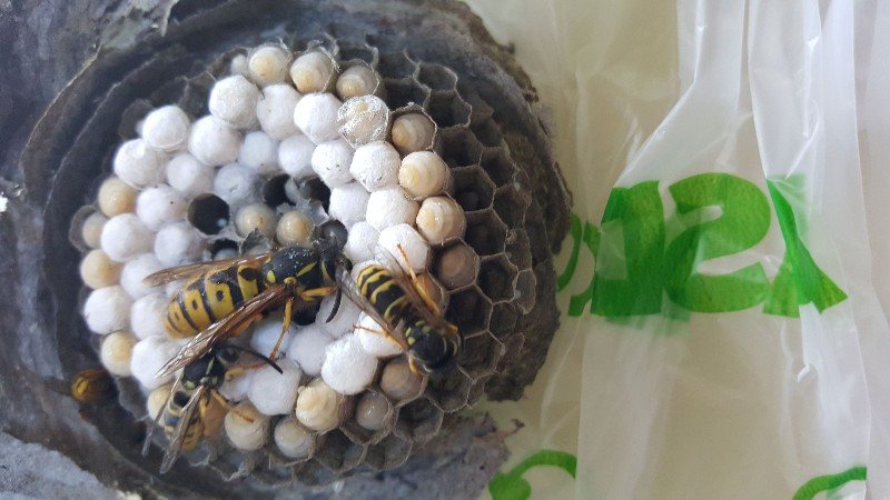 German wasp workers on a new nest comb with capped cells