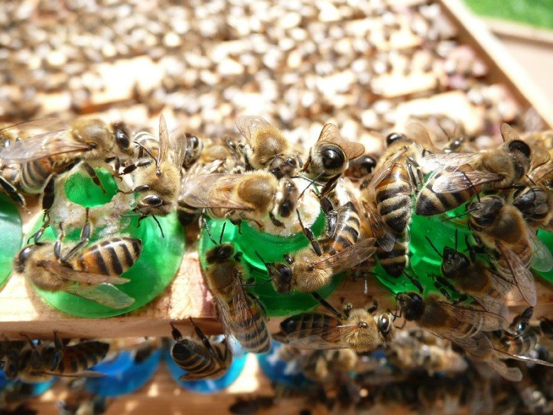 Plastik yüksüklerde başlatılmış ana arı yüksükleri