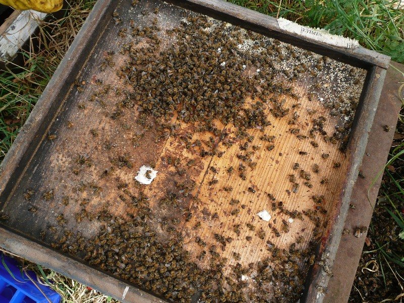 Many dead bees on the hive floor