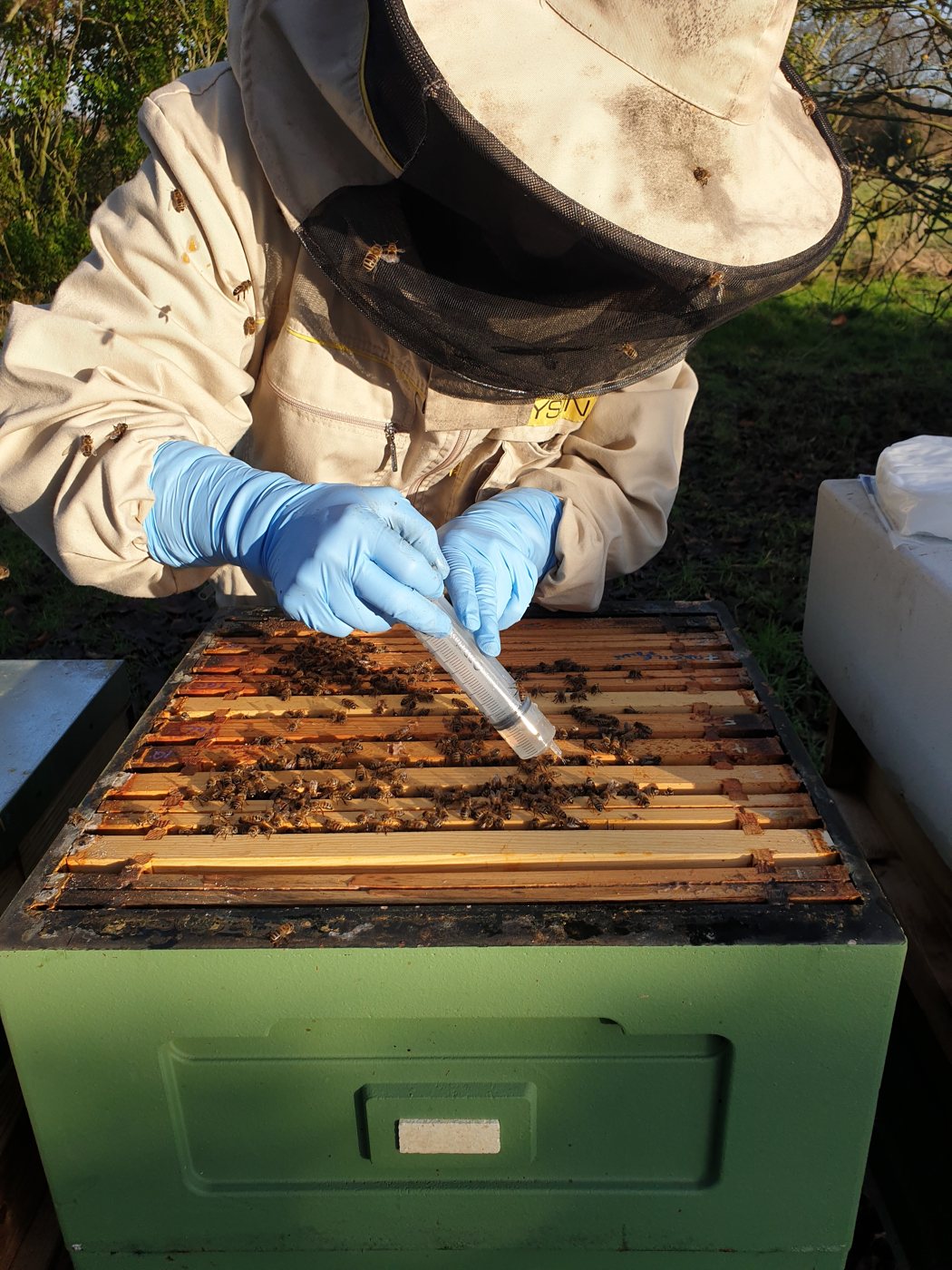 Trickling oxalic acid with a syringe between the bees of the winter cluster