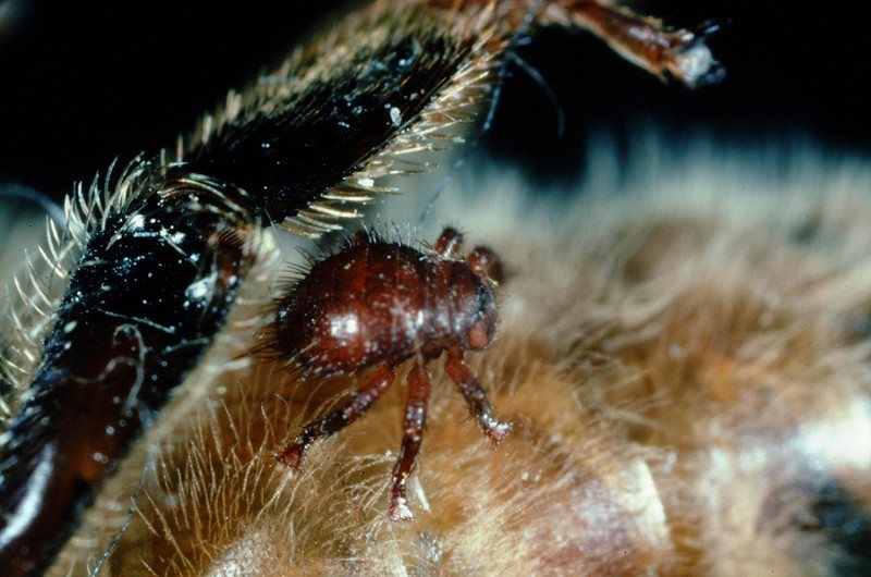 Arı biti (Braula coeca) bal arısı üzerinde