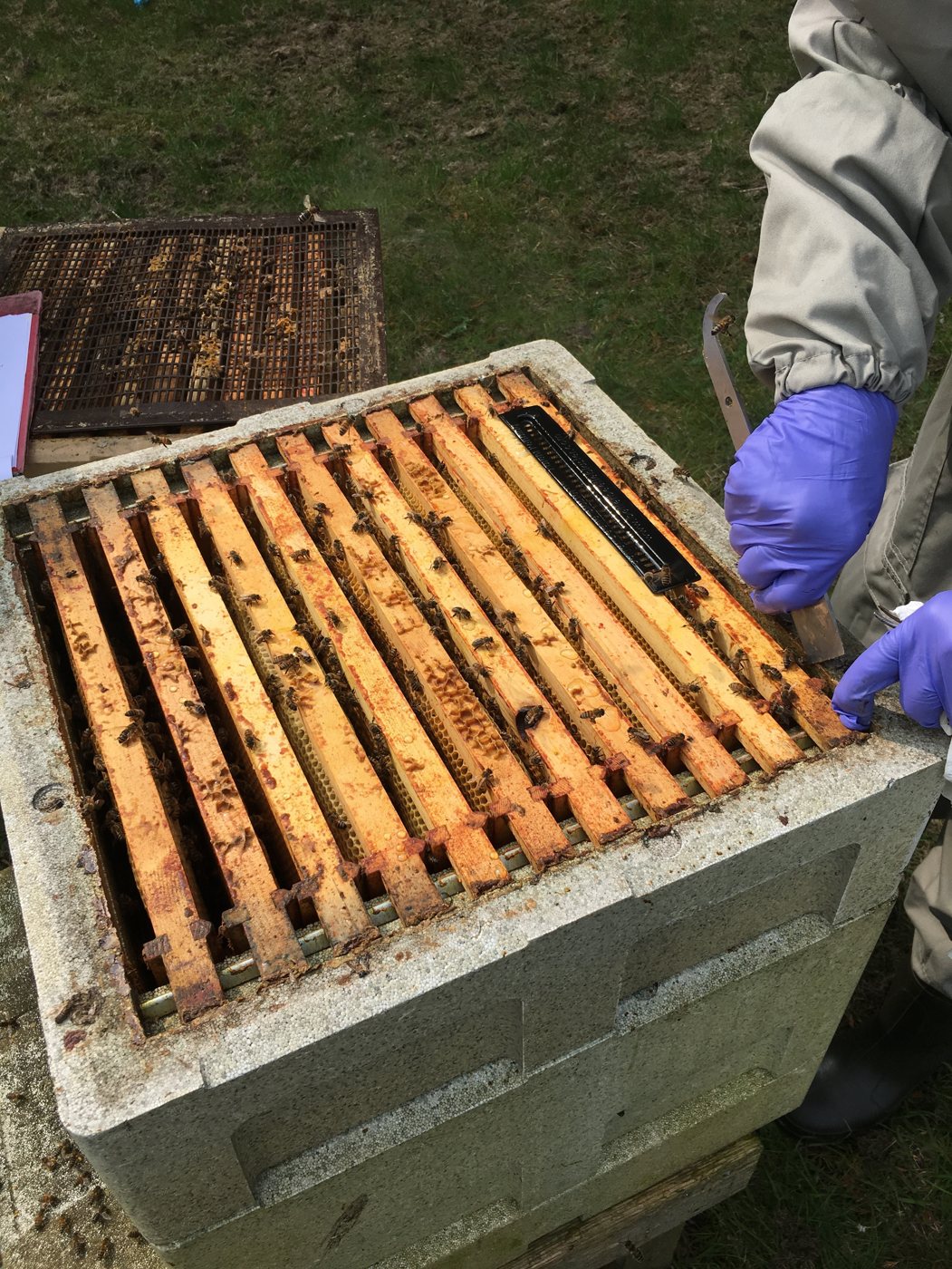 Dark trap placed between the top bars of the hive frames