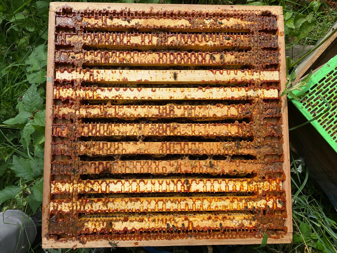 Ana arı ızgarası çevresinde üst çıtalara yığılmış propolis