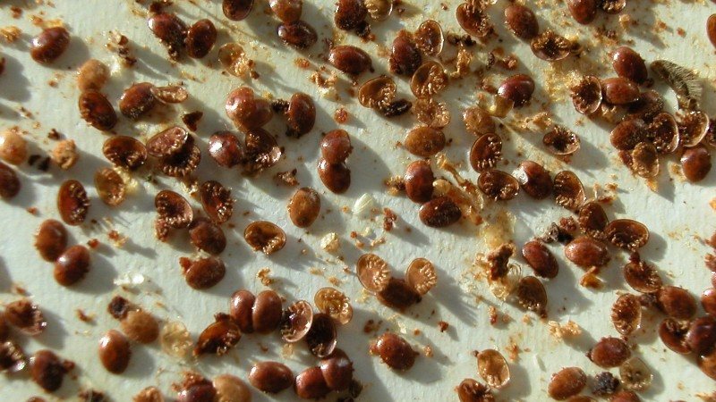 Close-up of many reddish-brown varroa mites on a drop board
