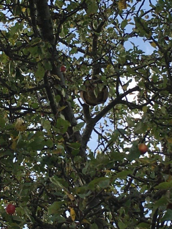 Round hornet nest hanging high up among the branches of an apple tree