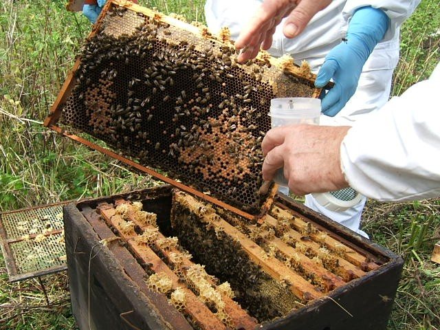 Taking a bee sample from a frame into a container