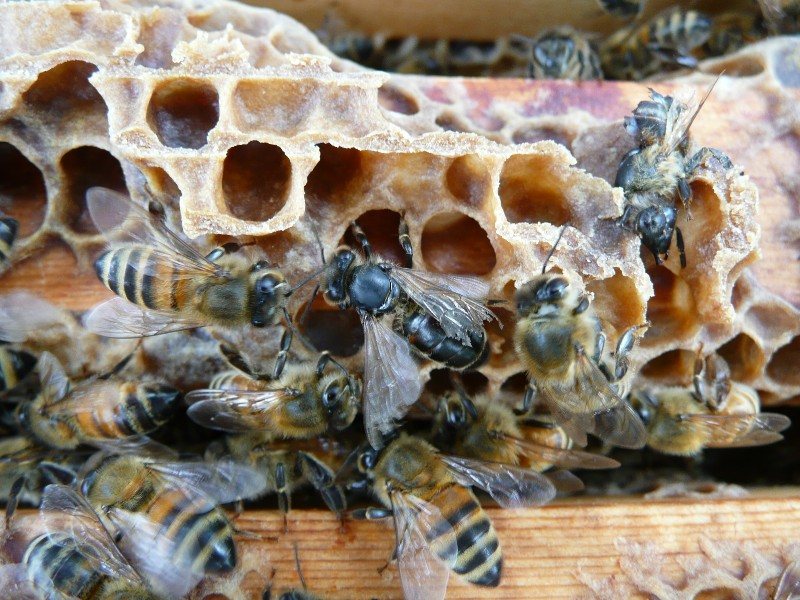 A hairless, shiny black bee at the edge of the comb