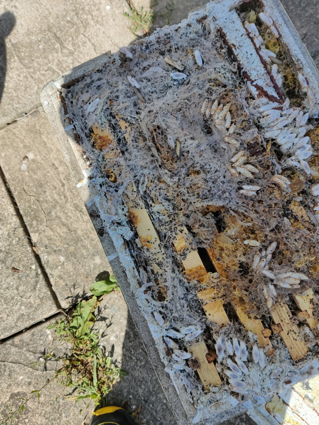 Mum güvesinin tahrip ettiği terk edilmiş kovan