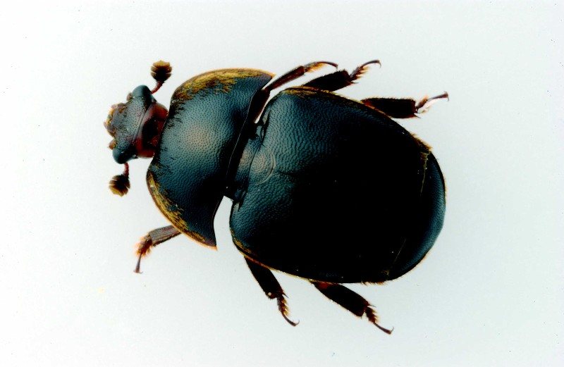 Küçük kovan böceği (Aethina tumida) ergini
