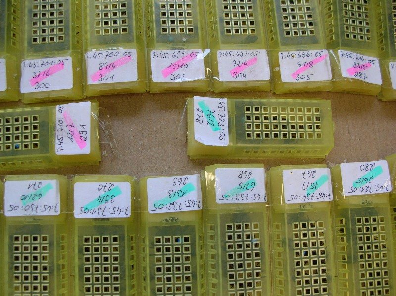 Etiketli plastik ana arı kafesleri
