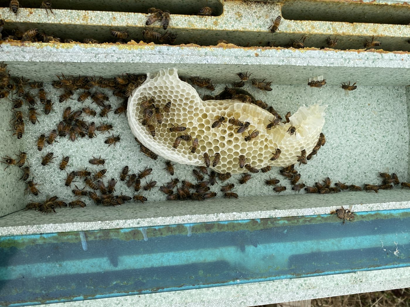 Plastik kovanın boş yemlik bölümüne örülmüş düzensiz petek