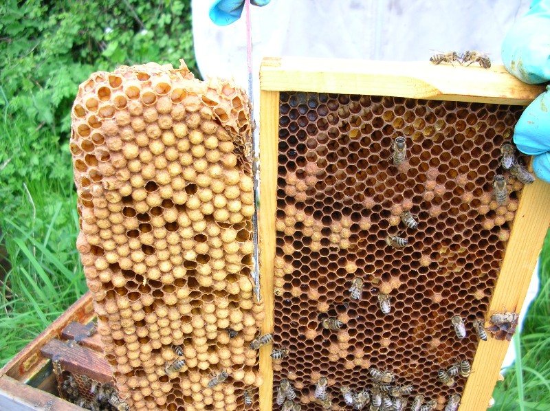 Capped drone brood cut from the bottom of a frame