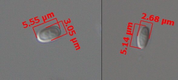 Nosema apis spore on the left, Nosema ceranae spore on the right, with measurements