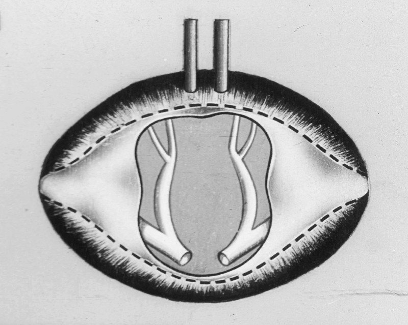 Drawing of a front section of the bee's thorax showing the two main tracheae
