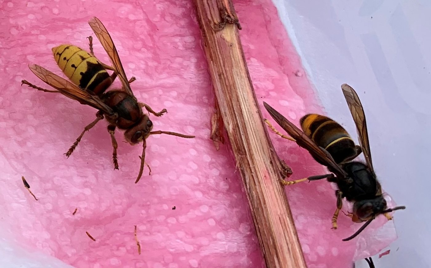 European hornet and yellow-legged hornet side by side