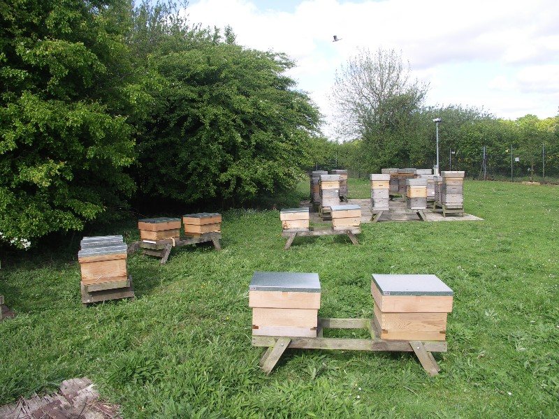 Hives placed on stands in an open, sunny area