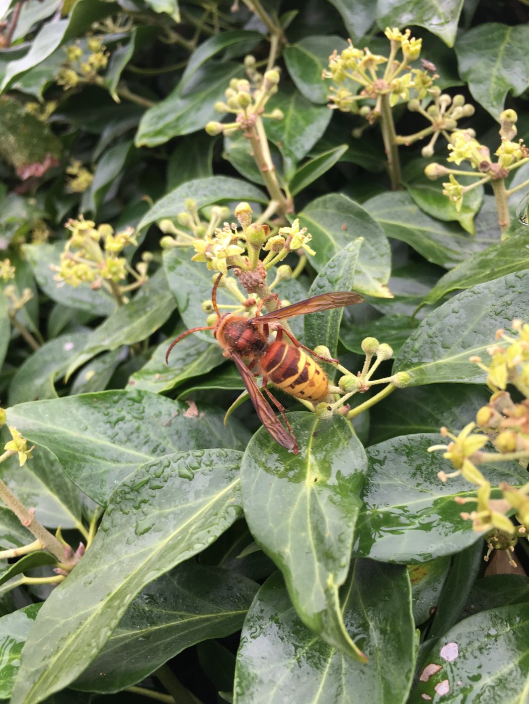 Avrupa eşek arısı (Vespa crabro) sarmaşık