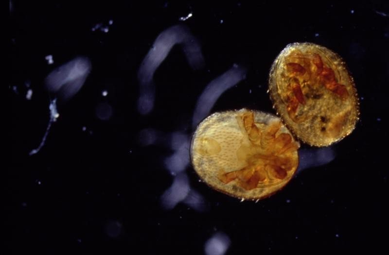 Two pollen mites under the microscope