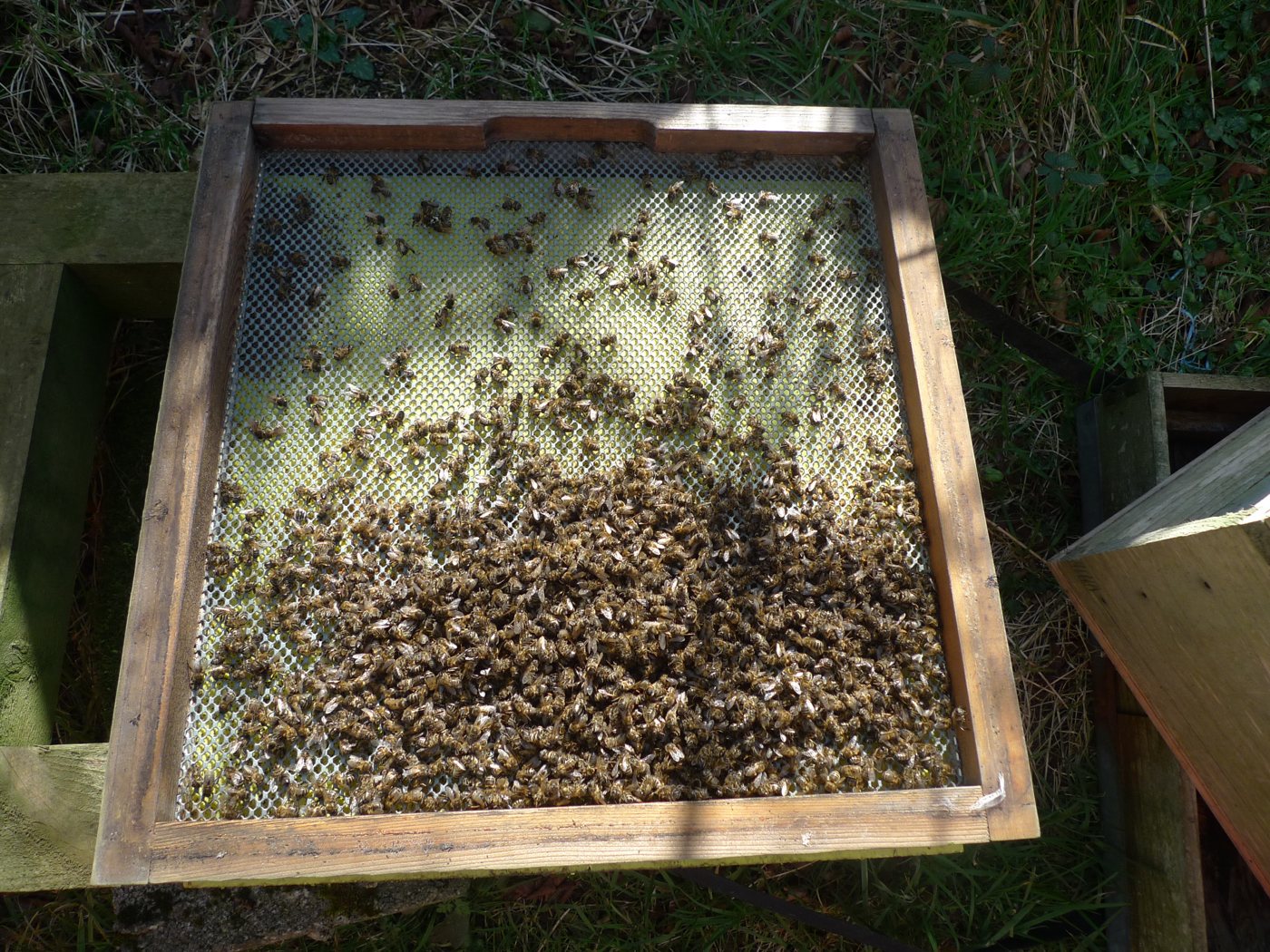 Heaps of dead bees on the hive floor