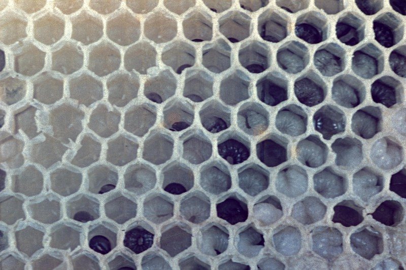 Darkened dead larvae in the comb