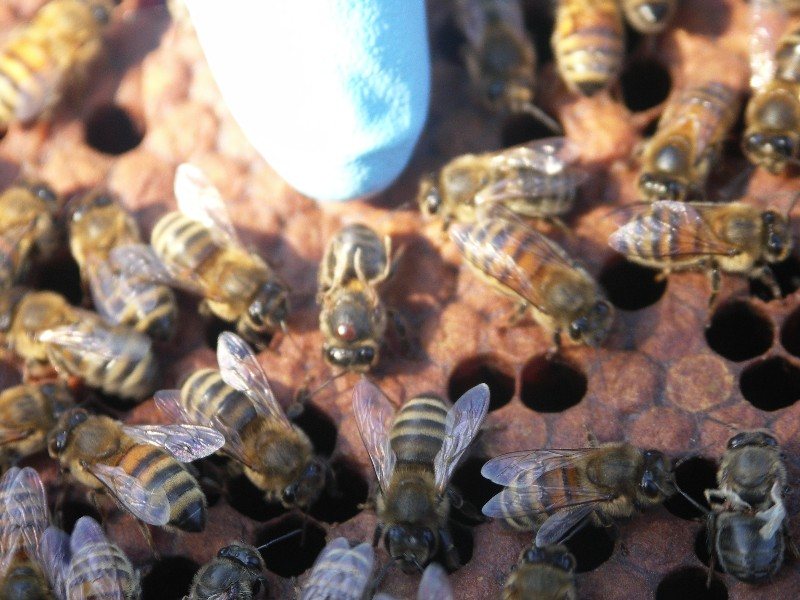 Worker bee carrying a varroa mite on its thorax