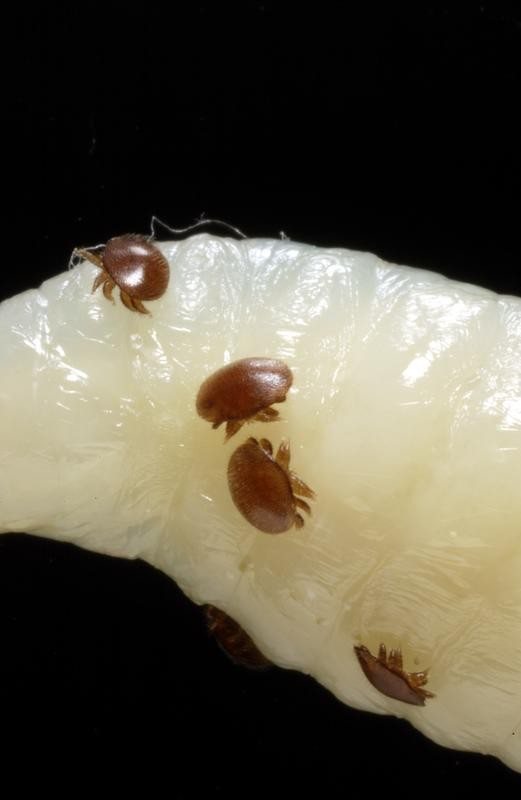 Arı larvası üzerinde varroa akarları