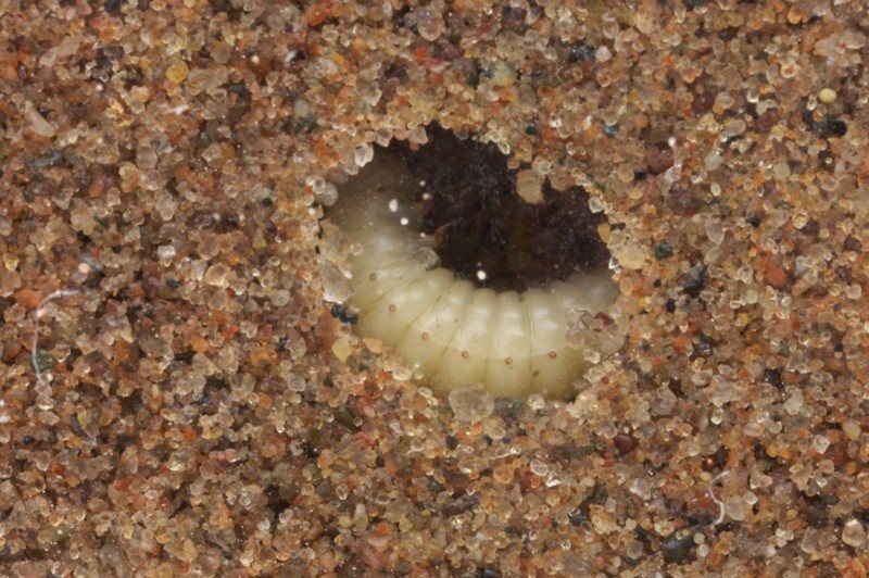 Cream-coloured larva curled up in a cavity it has dug in sand