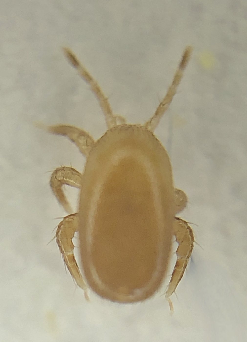 Elongated, light brown female Tropilaelaps mite seen from above