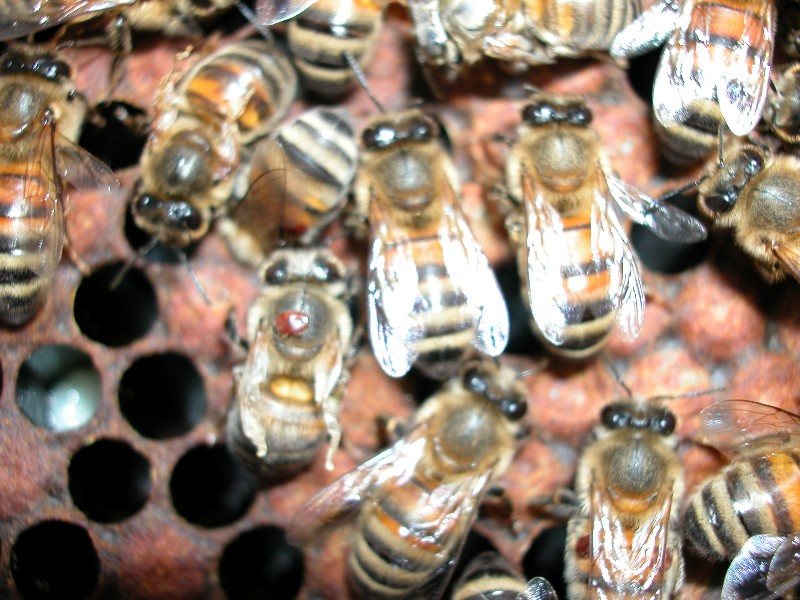 A bee carrying a red-brown varroa mite on its back among bees on the comb
