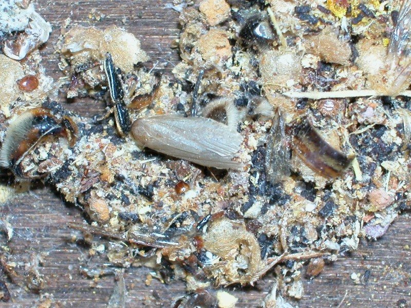 Lesser wax moth on hive floor debris