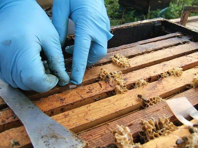 A strip being placed between hive frames