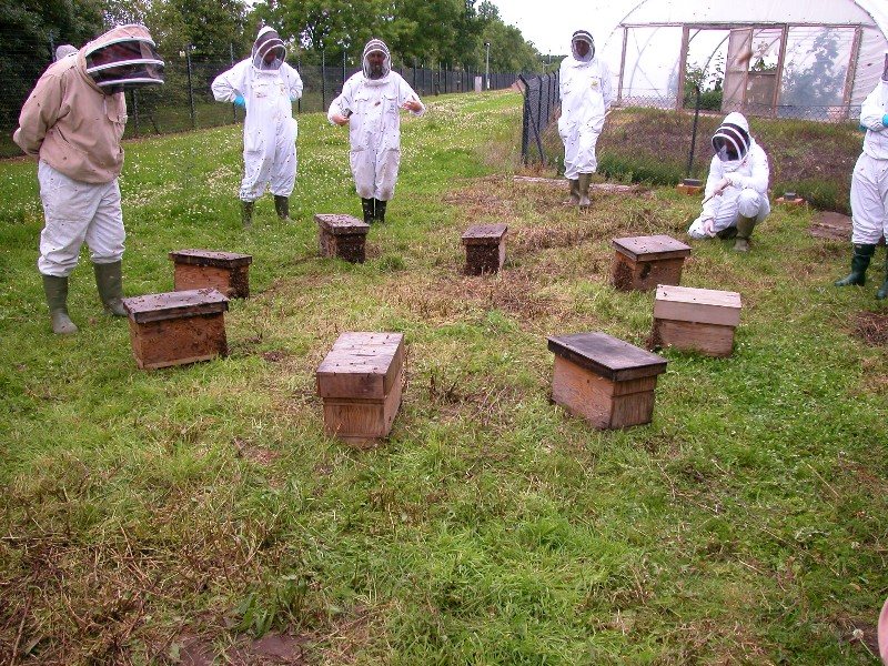 Nucleus hives made from a single colony