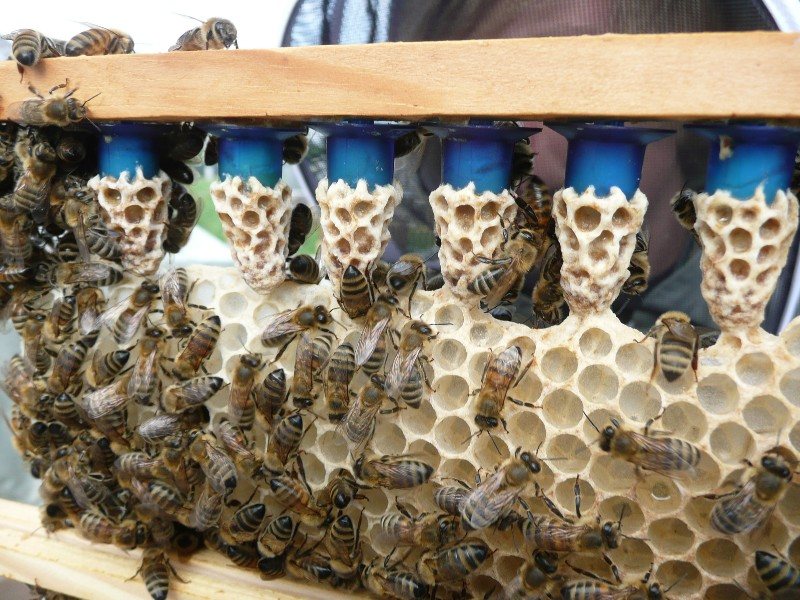 Pale, mature queen cells on a grafting bar