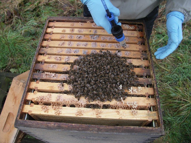 Oxalic acid being trickled from above onto the bees of the winter cluster