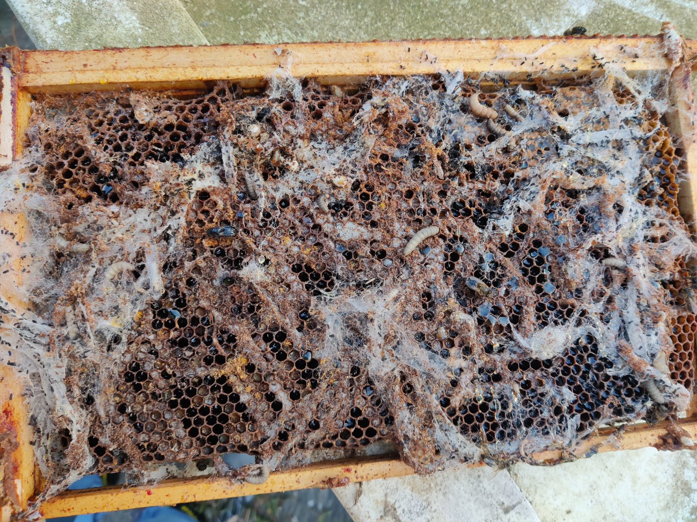 Destroyed frame covered in silk webbing