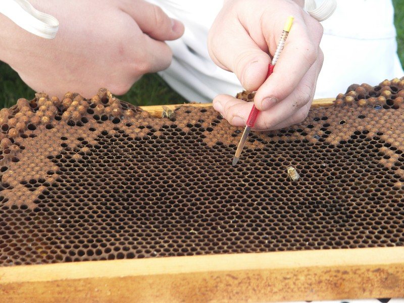 Damızlık petekten aşılama kaşığıyla genç larva alınması