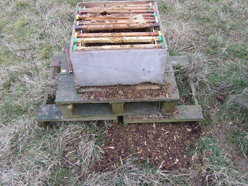 Chewed comb debris spilled in front of and around the hive