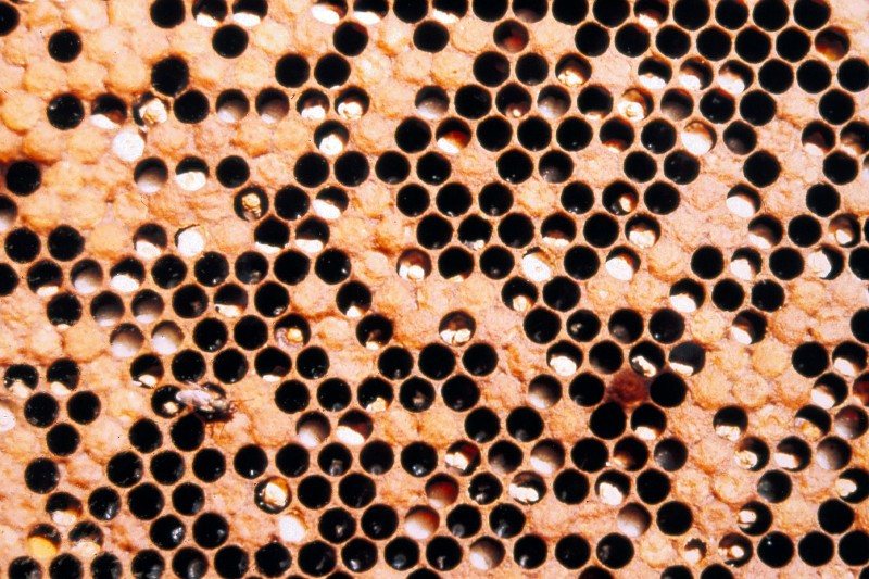 White and dark mummies in scattered cells of a brood comb