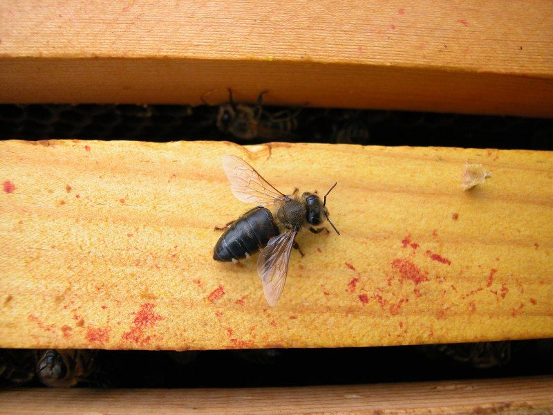 A hairless, shiny black bee on a frame bar