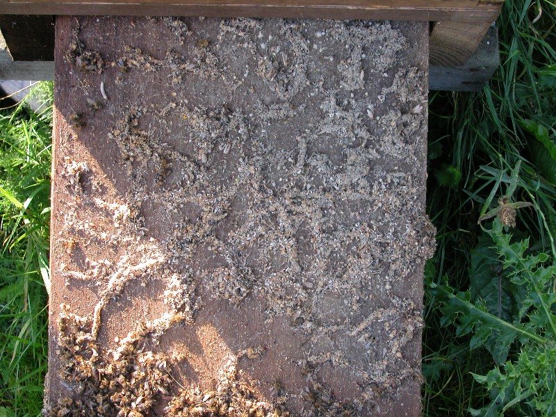 Debris bound together with silk on the hive floor